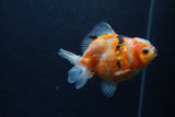 Yuan Bao Oranda  Calico 3.5 Inch (ID#1213Yb10b-64) Free2Day SHIPPING