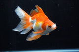 Ryukin Long Tail Red White 5 Inch (ID#304Ry8a-11) Free2Day SHIPPING