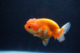 Juvenile Lionchu  Red White 4 Inch (ID#1129R11b-20) Free2Day SHIPPING