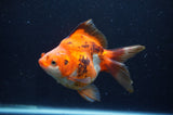 Ryukin Long Tail Tricolor 5 Inch (ID#404Ry8a-2) Free2Day SHIPPING