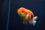 Juvenile Lionchu  Red White 4 Inch (ID#1129R11b-20) Free2Day SHIPPING