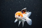 Thai Oranda  Tricolor 4 Inch (ID#1105To1b-62) Free2Day SHIPPING