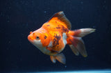 Ryukin Long Tail Tricolor 5 Inch (ID#404Ry8a-2) Free2Day SHIPPING