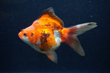 Ryukin Long Tail Tricolor 5 Inch (ID#404Ry8a-2) Free2Day SHIPPING