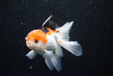 Thai Oranda  Tricolor 4 Inch (ID#1105To1b-62) Free2Day SHIPPING