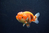 Juvenile Lionchu  Red White 4 Inch (ID#1129R11b-20) Free2Day SHIPPING