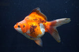 Ryukin Long Tail Tricolor 5 Inch (ID#404Ry8a-2) Free2Day SHIPPING