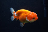 Juvenile Lionchu  Red White 4 Inch (ID#1129R11b-20) Free2Day SHIPPING