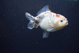 Yuan Bao Oranda  Calico 4 Inch (ID#1213Yb10b-65) Free2Day SHIPPING