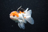 Thai Oranda  Tricolor 4 Inch (ID#1105To1b-62) Free2Day SHIPPING