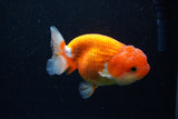 Juvenile Lionchu  Red White 4 Inch (ID#1129R11b-20) Free2Day SHIPPING