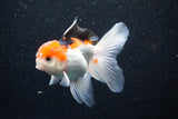 Thai Oranda  Tricolor 4 Inch (ID#1105To1b-62) Free2Day SHIPPING