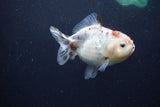 Yuan Bao Oranda  Calico 4 Inch (ID#1213Yb10b-65) Free2Day SHIPPING