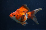 Ryukin Long Tail Tricolor 5 Inch (ID#404Ry8a-2) Free2Day SHIPPING