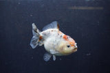 Yuan Bao Oranda  Calico 4 Inch (ID#1213Yb10b-65) Free2Day SHIPPING