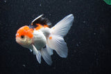 Thai Oranda  Tricolor 4 Inch (ID#1105To1b-62) Free2Day SHIPPING