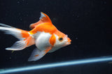 Ryukin Long Tail Red White 5 Inch (ID#404Ry8a-3) Free2Day SHIPPING