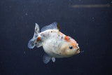 Yuan Bao Oranda  Calico 4 Inch (ID#1213Yb10b-65) Free2Day SHIPPING