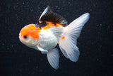 Thai Oranda  Tricolor 4 Inch (ID#1105To1b-62) Free2Day SHIPPING