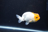 Juvenile Lionchu  Red White 3.5 Inch (ID#1203R11b-11) Free2Day SHIPPING