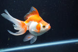 Ryukin Long Tail Red White 5 Inch (ID#404Ry8a-3) Free2Day SHIPPING