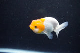 Juvenile Lionchu  Red White 3.5 Inch (ID#1203R11b-11) Free2Day SHIPPING