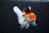 Thai Oranda  Tricolor 4 Inch (ID#1105To1b-62) Free2Day SHIPPING