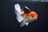 Thai Oranda  Tricolor 4 Inch (ID#1105To1b-62) Free2Day SHIPPING