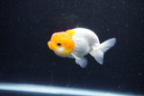 Juvenile Lionchu  Red White 3.5 Inch (ID#1203R11b-11) Free2Day SHIPPING