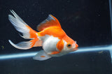 Ryukin Long Tail Red White 5 Inch (ID#404Ry8a-3) Free2Day SHIPPING