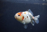 Yuan Bao Oranda  Calico 4 Inch (ID#1213Yb10b-65) Free2Day SHIPPING