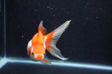 Ryukin Long Tail Red White 5 Inch (ID#404Ry8a-3) Free2Day SHIPPING