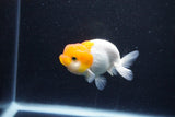 Juvenile Lionchu  Red White 3.5 Inch (ID#1203R11b-11) Free2Day SHIPPING