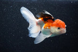 Thai Oranda  Tricolor 4 Inch (ID#1105To1b-62) Free2Day SHIPPING