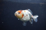 Yuan Bao Oranda  Calico 4 Inch (ID#1213Yb10b-65) Free2Day SHIPPING