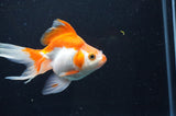 Ryukin Long Tail Red White 5 Inch (ID#404Ry8a-3) Free2Day SHIPPING