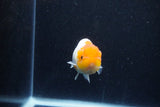 Juvenile Lionchu  Red White 3.5 Inch (ID#1203R11b-11) Free2Day SHIPPING