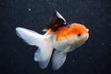 Thai Oranda  Tricolor 4 Inch (ID#1105To1b-62) Free2Day SHIPPING