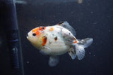 Yuan Bao Oranda  Calico 4 Inch (ID#1213Yb10b-65) Free2Day SHIPPING