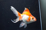 Ryukin Long Tail Red White 5 Inch (ID#404Ry8a-3) Free2Day SHIPPING