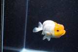 Juvenile Lionchu  Red White 3.5 Inch (ID#1203R11b-11) Free2Day SHIPPING