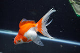 Ryukin Long Tail Red White 5 Inch (ID#404Ry8a-3) Free2Day SHIPPING