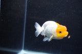 Juvenile Lionchu  Red White 3.5 Inch (ID#1203R11b-11) Free2Day SHIPPING