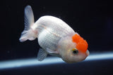 Juvenile Lionchu  Red White 3.5 Inch (ID#823R11b-44) Free2Day SHIPPING