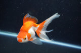 Ryukin Long Tail Red White 5 Inch (ID#404Ry8a-3) Free2Day SHIPPING