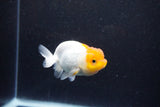 Juvenile Lionchu  Red White 3.5 Inch (ID#1203R11b-11) Free2Day SHIPPING