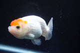 Juvenile Lionchu  Red White 3.5 Inch (ID#823R11b-44) Free2Day SHIPPING