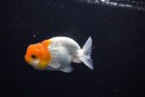 Juvenile Lionchu  Red White 3.5 Inch (ID#1203R11b-11) Free2Day SHIPPING