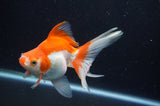 Ryukin Long Tail Red White 5 Inch (ID#404Ry8a-3) Free2Day SHIPPING
