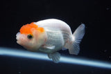 Juvenile Lionchu  Red White 3.5 Inch (ID#823R11b-44) Free2Day SHIPPING